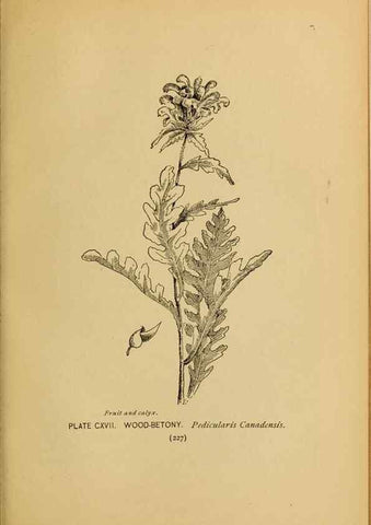 Reproducción/Reproduction 46127756414: A guide to the wild flowers.. New York,F. A. Stokes[1899]. 