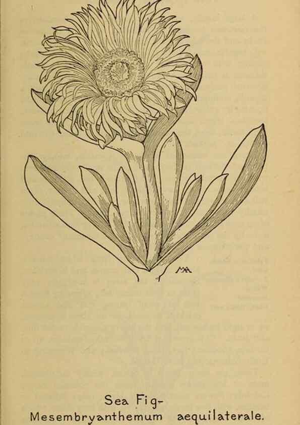 Reproducción/Reproduction 46852812241: Field book of western wild flowers /. New York :Putnam,1915.. 