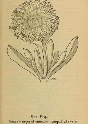 Reproducción/Reproduction 46852812241: Field book of western wild flowers /. New York :Putnam,1915.. 