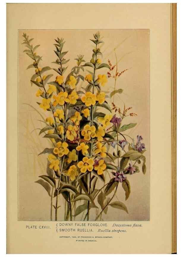 Reproducción/Reproduction 46127757824: A guide to the wild flowers.. New York,F. A. Stokes[1899]. 