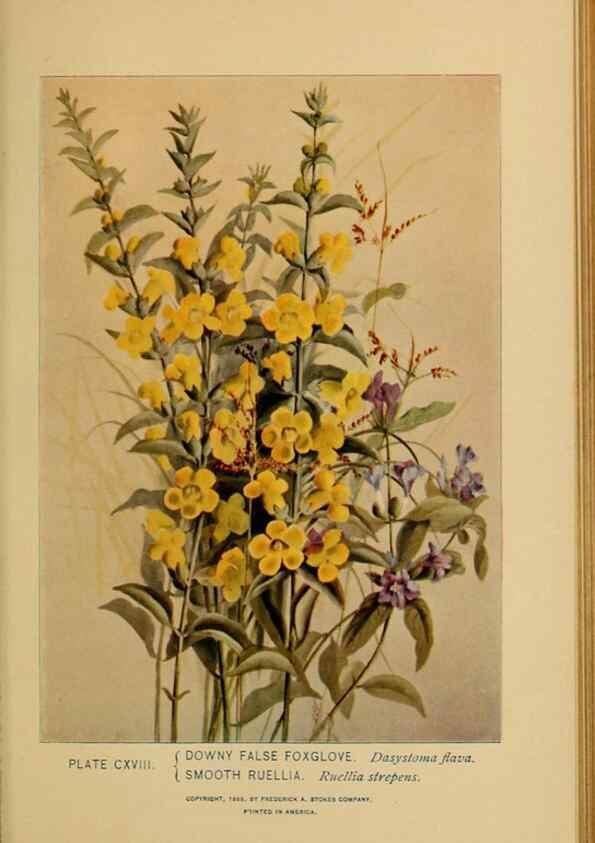Reproducción/Reproduction 46127757824: A guide to the wild flowers.. New York,F. A. Stokes[1899]. 