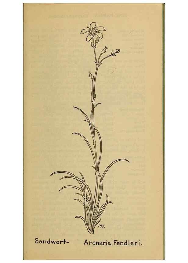 Reproducción/Reproduction 46127757834: Field book of western wild flowers /. New York :Putnam,1915.. 