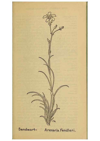 Reproducción/Reproduction 46127757834: Field book of western wild flowers /. New York :Putnam,1915.. 