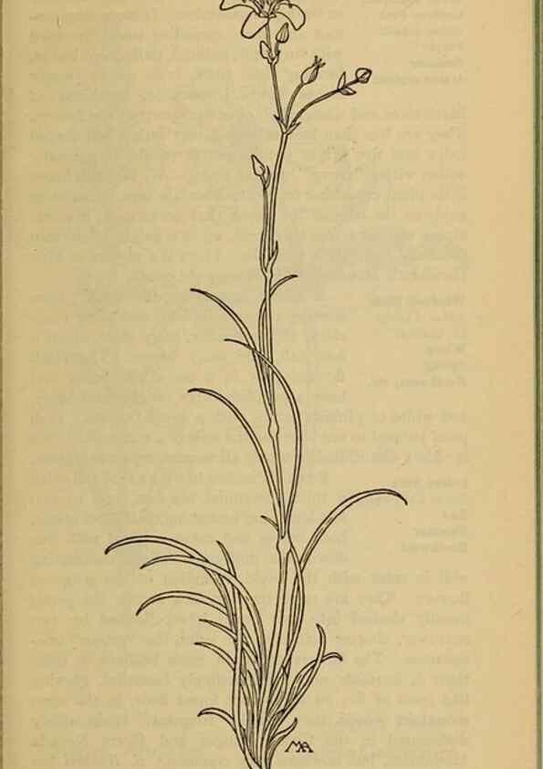 Reproducción/Reproduction 46127757834: Field book of western wild flowers /. New York :Putnam,1915.. 