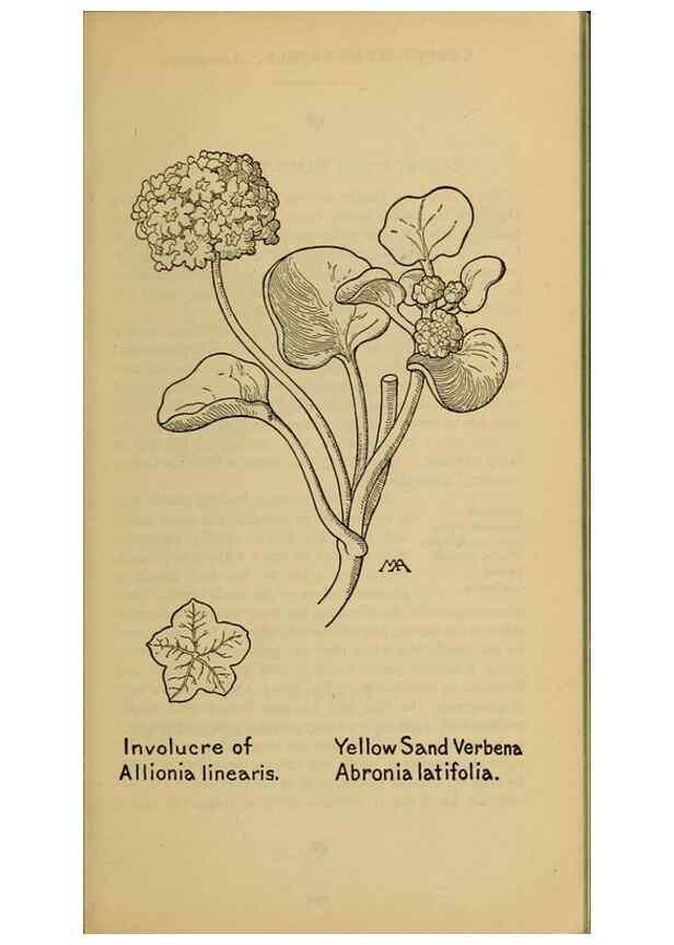 Reproducción/Reproduction 46127754244: Field book of western wild flowers /. New York :Putnam,1915.. 