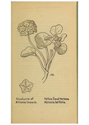 Reproducción/Reproduction 46127754244: Field book of western wild flowers /. New York :Putnam,1915.. 