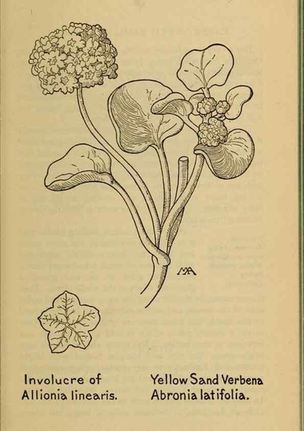 Reproducción/Reproduction 46127754244: Field book of western wild flowers /. New York :Putnam,1915.. 