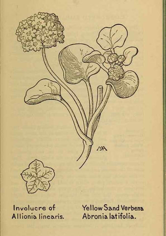 Reproducción/Reproduction 46127754244: Field book of western wild flowers /. New York :Putnam,1915.. 