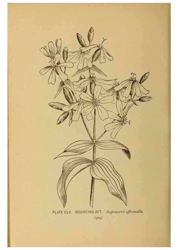 Reproducción/Reproduction 45938224325: A guide to the wild flowers.. New York,F. A. Stokes[1899]. 