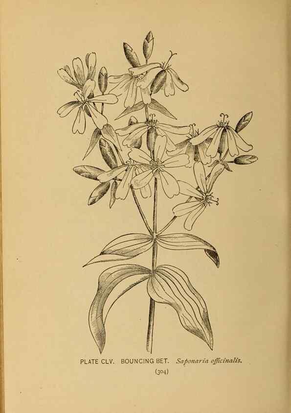 Reproducción/Reproduction 45938224325: A guide to the wild flowers.. New York,F. A. Stokes[1899]. 