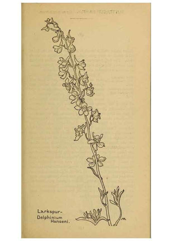 Reproducción/Reproduction 46800774472: Field book of western wild flowers /. New York :Putnam,1915.. 