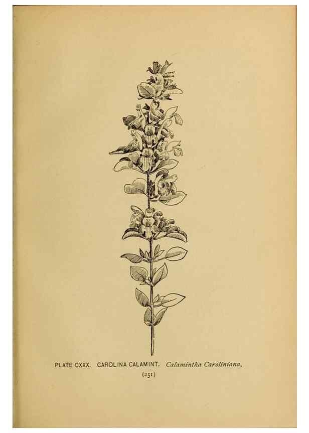 Reproducción/Reproduction 46800774822: A guide to the wild flowers.. New York,F. A. Stokes[1899]. 