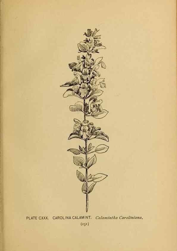 Reproducción/Reproduction 46800774822: A guide to the wild flowers.. New York,F. A. Stokes[1899]. 