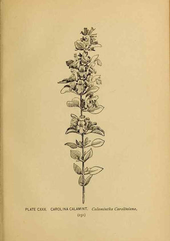 Reproducción/Reproduction 46800774822: A guide to the wild flowers.. New York,F. A. Stokes[1899]. 