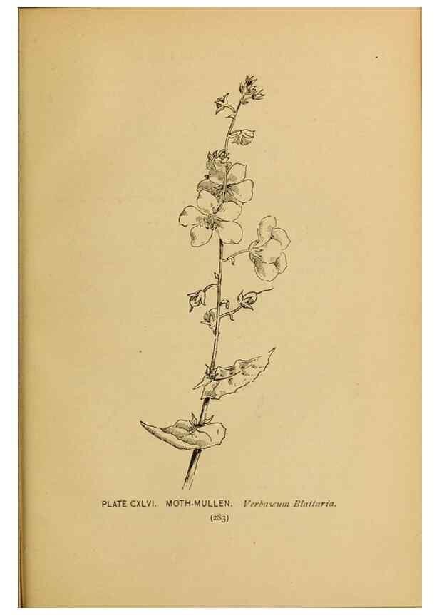 Reproducción/Reproduction 45938218545: A guide to the wild flowers.. New York,F. A. Stokes[1899]. 