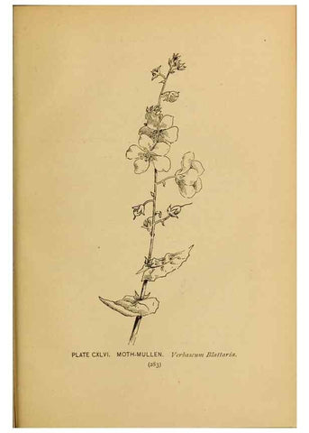 Reproducción/Reproduction 45938218545: A guide to the wild flowers.. New York,F. A. Stokes[1899]. 