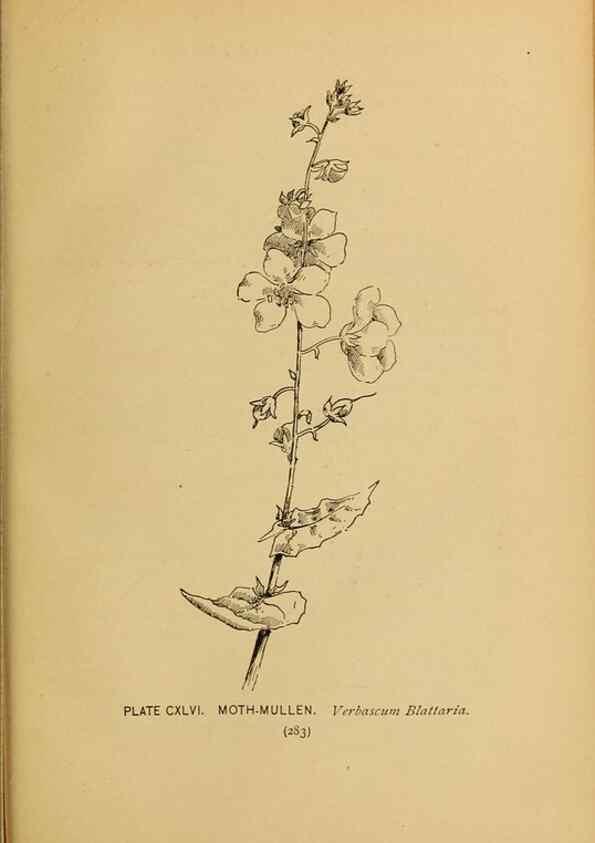 Reproducción/Reproduction 45938218545: A guide to the wild flowers.. New York,F. A. Stokes[1899]. 