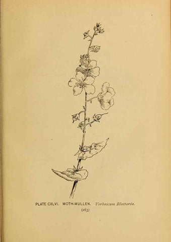 Reproducción/Reproduction 45938218545: A guide to the wild flowers.. New York,F. A. Stokes[1899]. 