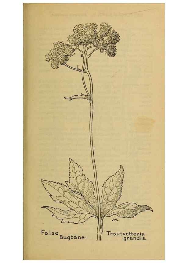Reproducción/Reproduction 46800785352: Field book of western wild flowers /. New York :Putnam,1915.. 