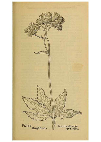 Reproducción/Reproduction 46800785352: Field book of western wild flowers /. New York :Putnam,1915.. 