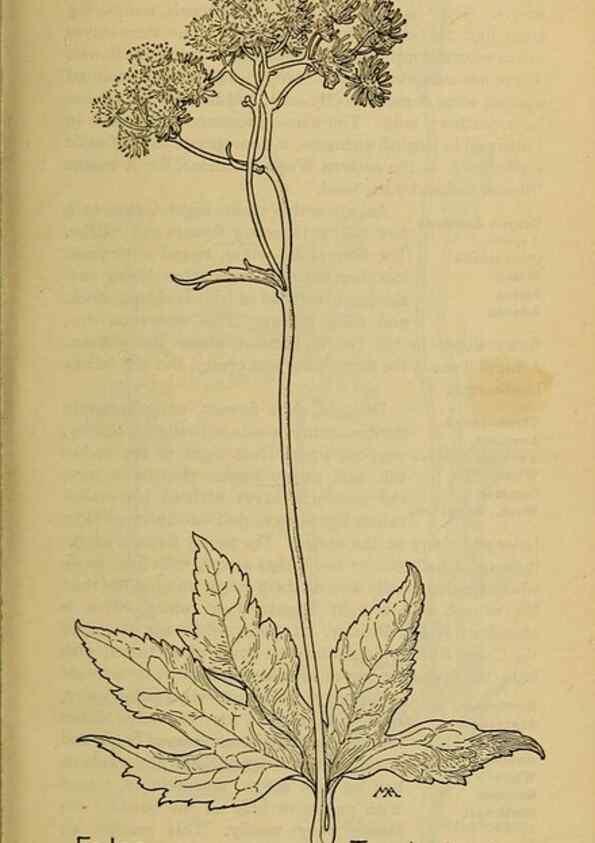 Reproducción/Reproduction 46800785352: Field book of western wild flowers /. New York :Putnam,1915.. 