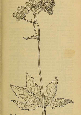 Reproducción/Reproduction 46800785352: Field book of western wild flowers /. New York :Putnam,1915.. 