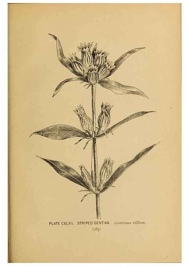 Reproducción/Reproduction 31911541997: A guide to the wild flowers.. New York,F. A. Stokes[1899]. 