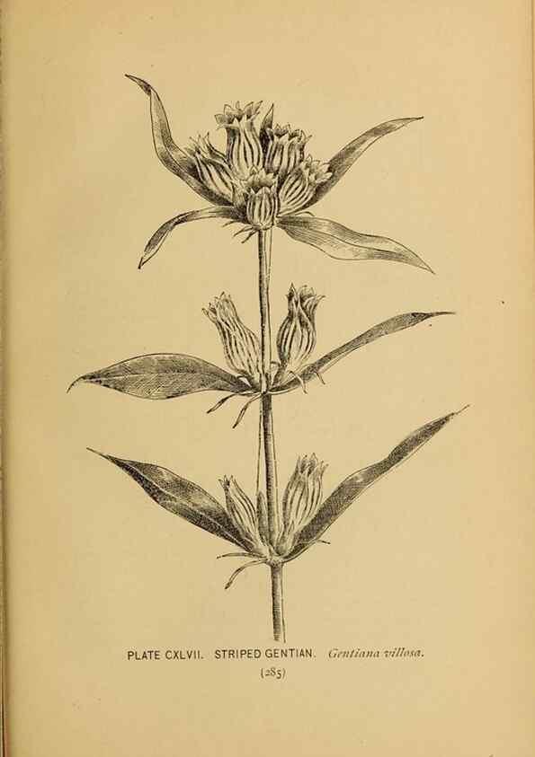 Reproducción/Reproduction 31911541997: A guide to the wild flowers.. New York,F. A. Stokes[1899]. 