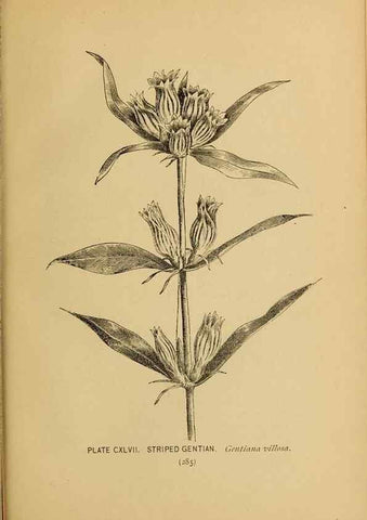 Reproducción/Reproduction 31911541997: A guide to the wild flowers.. New York,F. A. Stokes[1899]. 