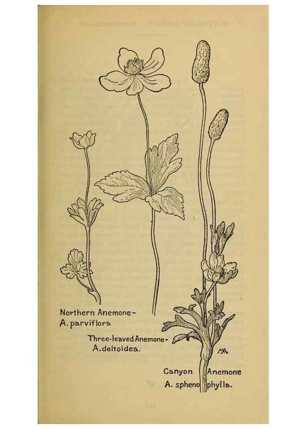 Reproducción/Reproduction 46800786202: Field book of western wild flowers /. New York :Putnam,1915.. 