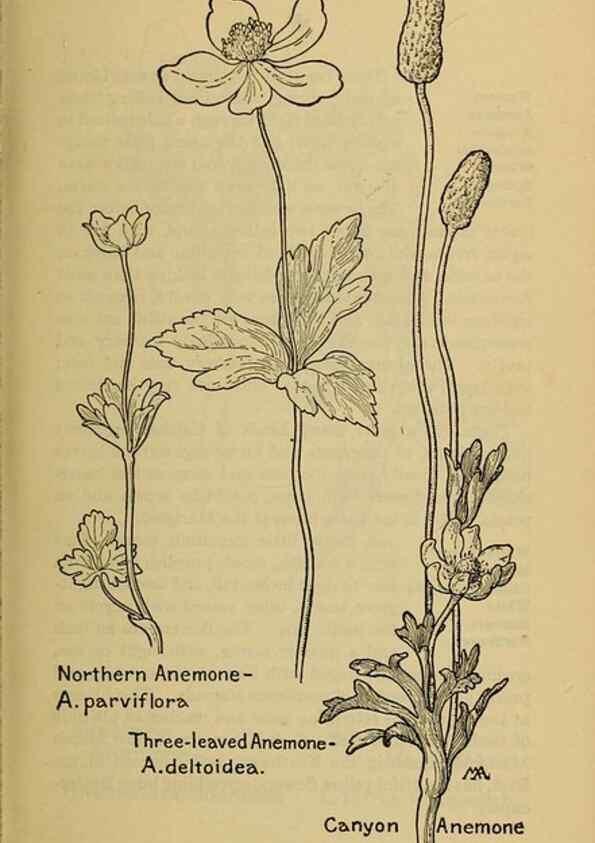 Reproducción/Reproduction 46800786202: Field book of western wild flowers /. New York :Putnam,1915.. 