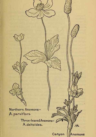 Reproducción/Reproduction 46800786202: Field book of western wild flowers /. New York :Putnam,1915.. 
