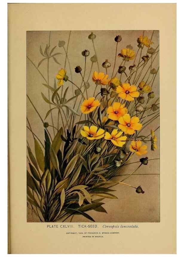 Reproducción/Reproduction 46852844471: A guide to the wild flowers.. New York,F. A. Stokes[1899]. 