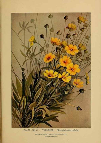 Reproducción/Reproduction 46852844471: A guide to the wild flowers.. New York,F. A. Stokes[1899]. 