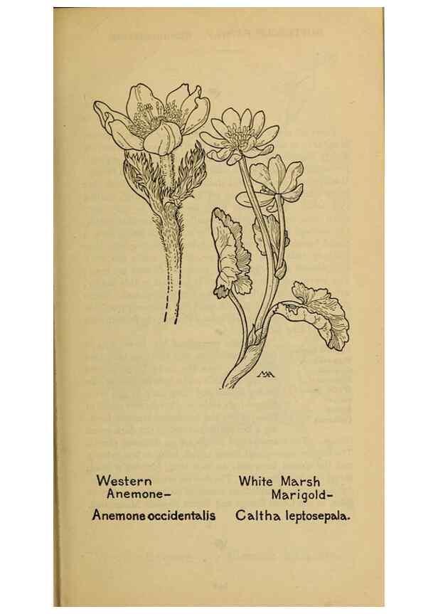 Reproducción/Reproduction 46127778794: Field book of western wild flowers /. New York :Putnam,1915.. 