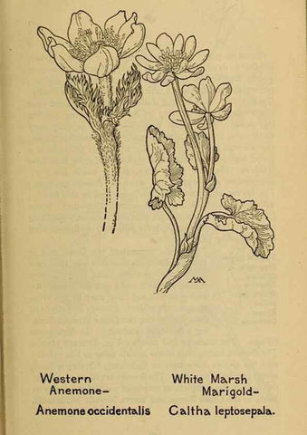 Reproducción/Reproduction 46127778794: Field book of western wild flowers /. New York :Putnam,1915.. 