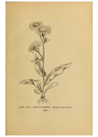 Reproducción/Reproduction 46800787732: A guide to the wild flowers.. New York,F. A. Stokes[1899]. 