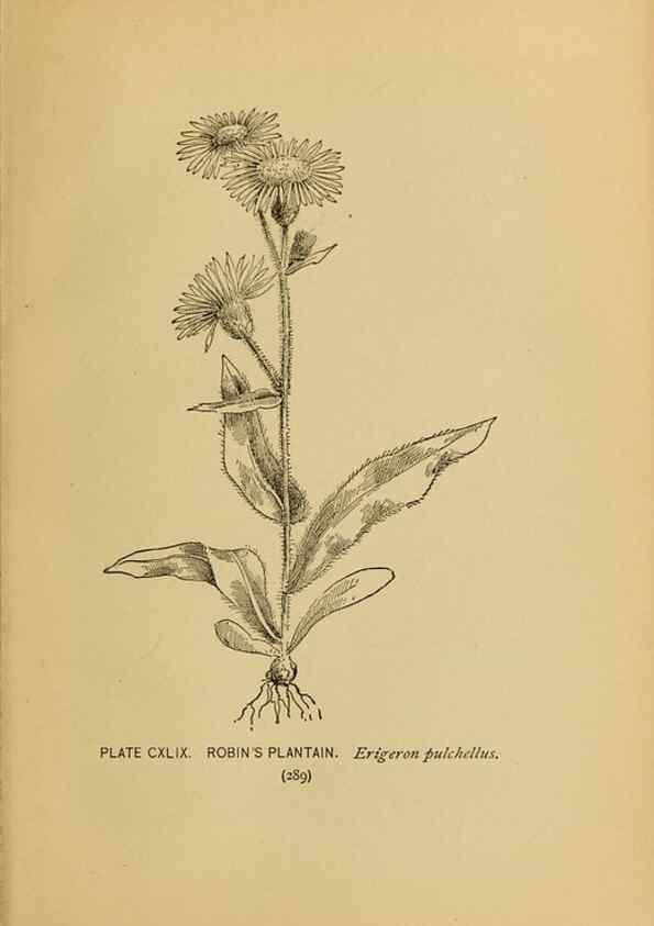 Reproducción/Reproduction 46800787732: A guide to the wild flowers.. New York,F. A. Stokes[1899]. 