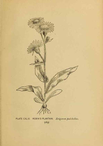 Reproducción/Reproduction 46800787732: A guide to the wild flowers.. New York,F. A. Stokes[1899]. 