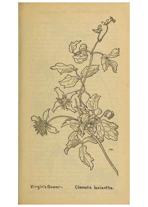 Reproducción/Reproduction 46800788252: Field book of western wild flowers /. New York :Putnam,1915.. 