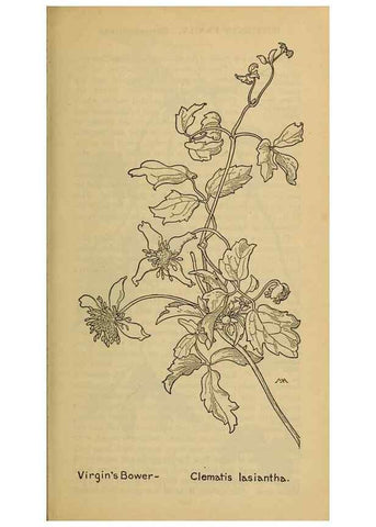 Reproducción/Reproduction 46800788252: Field book of western wild flowers /. New York :Putnam,1915.. 
