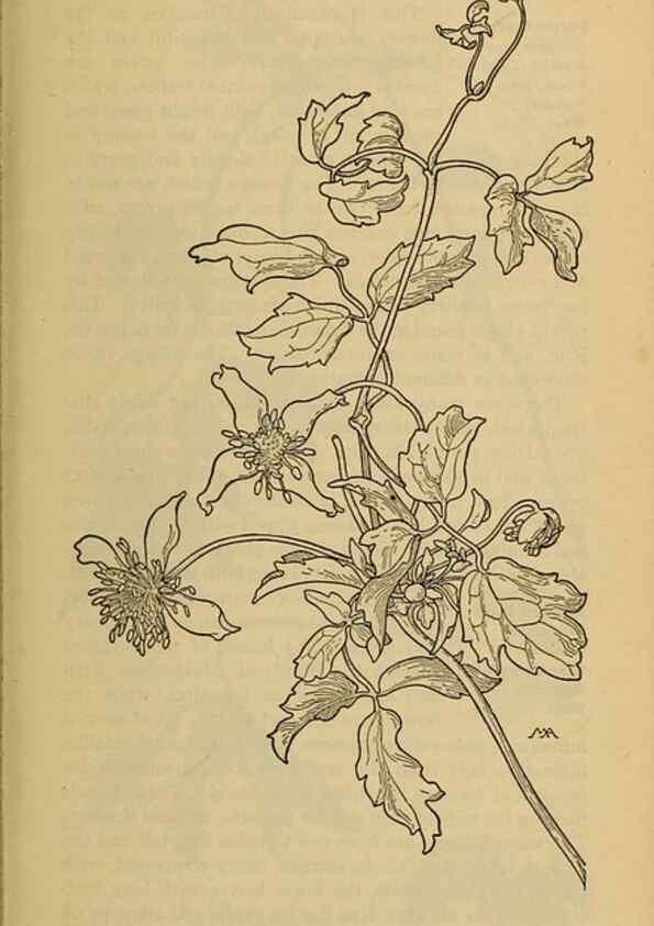 Reproducción/Reproduction 46800788252: Field book of western wild flowers /. New York :Putnam,1915.. 