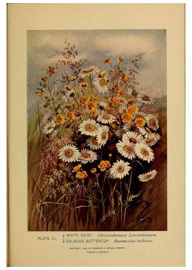 Reproducción/Reproduction 45938222155: A guide to the wild flowers.. New York,F. A. Stokes[1899]. 
