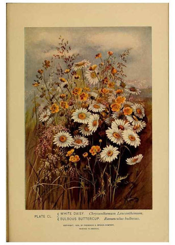 Reproducción/Reproduction 45938222155: A guide to the wild flowers.. New York,F. A. Stokes[1899]. 