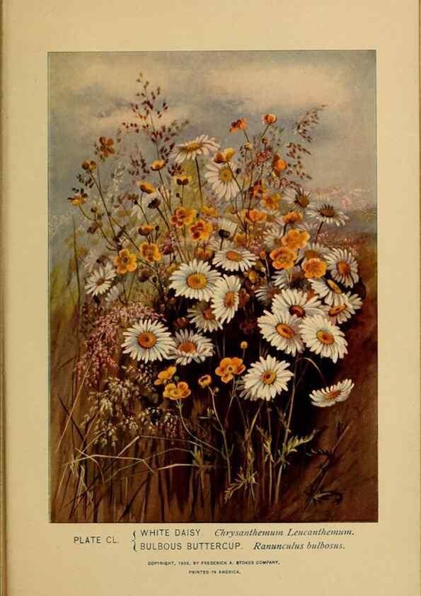 Reproducción/Reproduction 45938222155: A guide to the wild flowers.. New York,F. A. Stokes[1899]. 