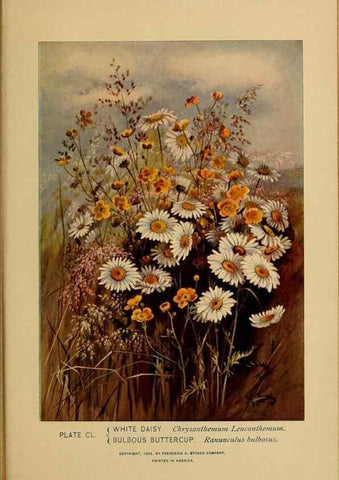 Reproducción/Reproduction 45938222155: A guide to the wild flowers.. New York,F. A. Stokes[1899]. 