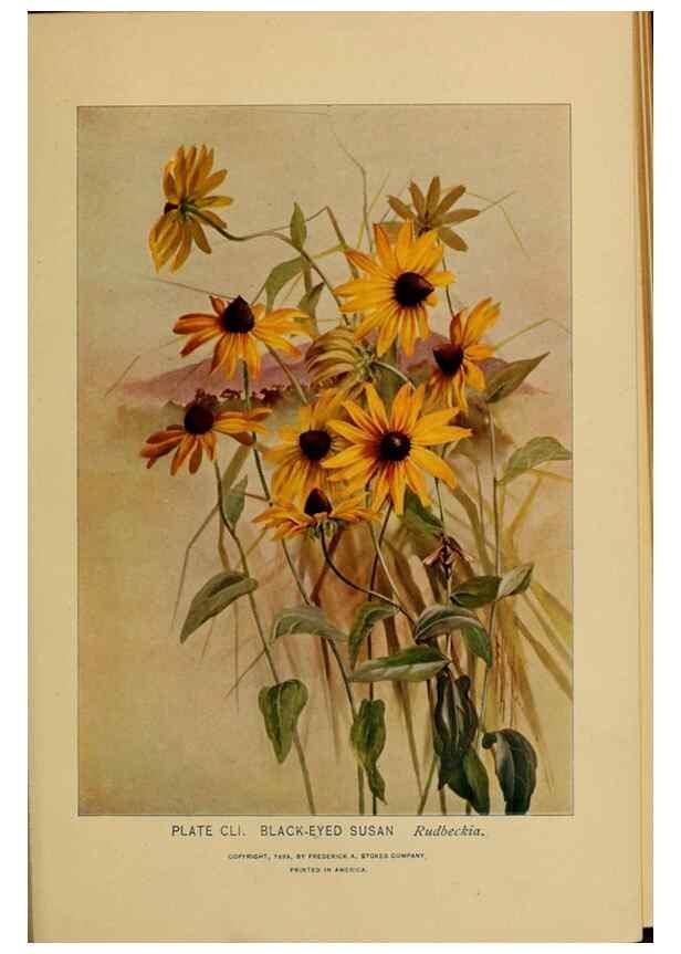 Reproducción/Reproduction 46127781224: A guide to the wild flowers.. New York,F. A. Stokes[1899]. 
