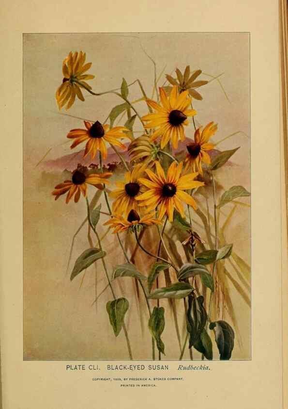 Reproducción/Reproduction 46127781224: A guide to the wild flowers.. New York,F. A. Stokes[1899]. 