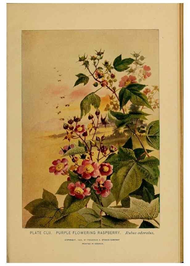 Reproducción/Reproduction 46127782004: A guide to the wild flowers.. New York,F. A. Stokes[1899]. 