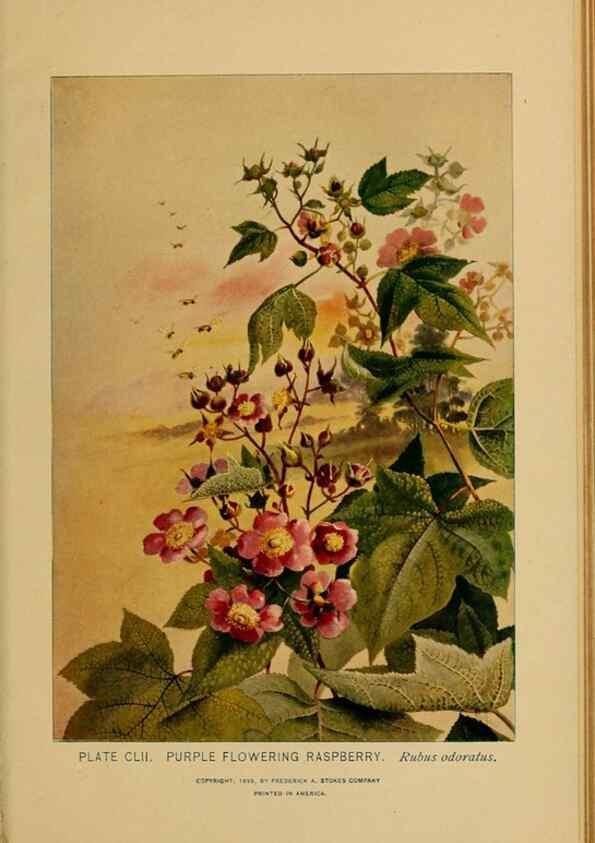 Reproducción/Reproduction 46127782004: A guide to the wild flowers.. New York,F. A. Stokes[1899]. 